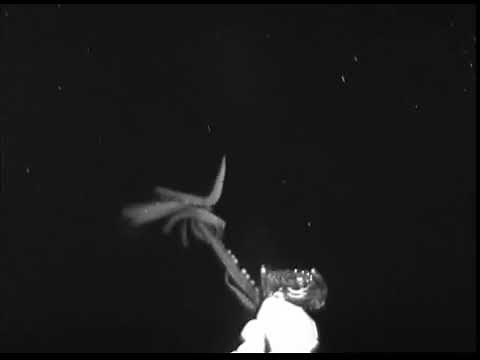 Here Be Monsters: Giant Squid Sighting in America's Backyard
