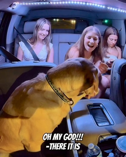 Bowie’s last ride of the night 🐾 #dogsofttiktok #70mai @70mai @Get Joy Food @Pet Releaf