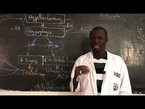 REPRODUCTION CHEZ LES MAMMIFÈRES suite 1