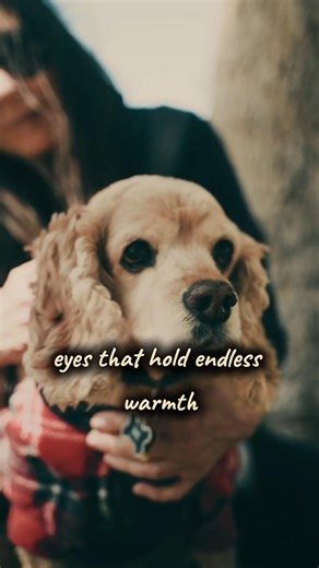 The Cocker Spaniel - heart built for closeness