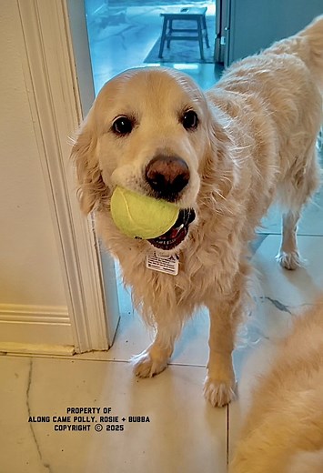 Dis Bubba gots his woman and his 🎾 🎾. What more can a man want?? #bubbacini #goldenretriever #balls #mansbestfriend | Along Came Polly, Rosie and Bubba