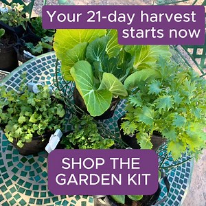 You don’t have to be a gardener to grow nutrient-dense food at home....