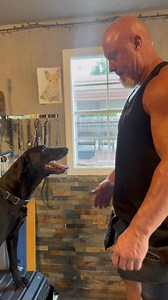 More “Fortified Fetch” progress #k9servicesunlimited #fetch #retrieve #dogtraining | K-9 Services Unlimited LLC