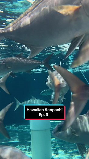 Ep. 3 at Blue Ocean Mariculture! The heart of every finfish farm is the hatchery. At @blueoceanmariculture, kanpachi are hatched and raised as juveniles in a land-based facility in Kona, Hawai’i. Raising juveniles from eggs is a delicate, intricate process that requires constant care from the team. Biologists, engineers, and regulators work tirelessly at their kanpachi hatchery to ensure the survival and growth of as many larvae as possible. I loved learning about their hatchery and all of the i