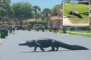 Wild video shows 10-foot-long alligator strutting through upscale Fla. community