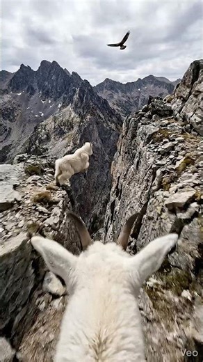 Dangerous Heights: POV from the Mountain Goat