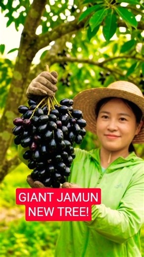 How to Grow Jamun Trees from Grafting | Amazing Jamun Propagation Technique