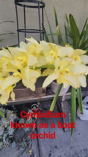 Cymbidium - known as a boat Orchid