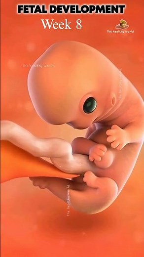 Fetal development animation #fetalgrowth #babygrowth #pregnancy