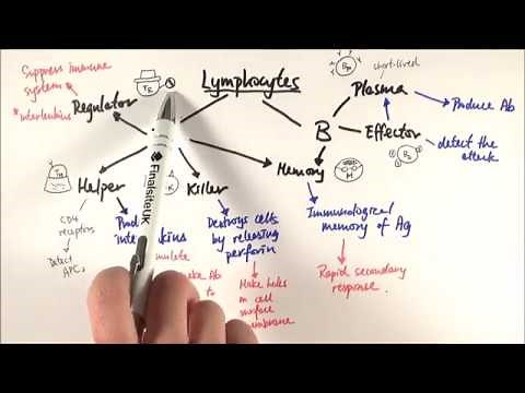 AS Biology - T- and B-lymphocytes (OCR A Chapter 12.6)