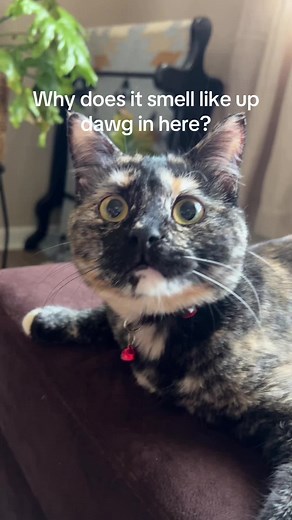 #dog #cat
