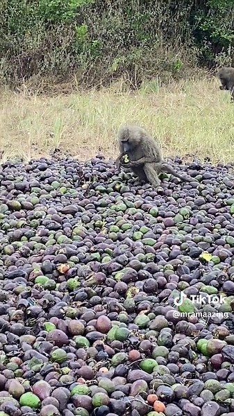 Discover the Wonders of Avocado Farming