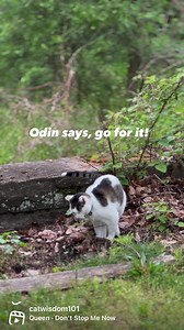 Will you slay the day like our one-eyed adventure cat Odin? Learn what your cat is thinking with our post https://catwisdom101.com/what-your-cat-is-really-thinking-intuitive-cat-communication-101/#comment-559089 | Cat Wisdom 101