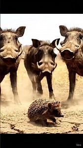 Warthogs Get MOUTH FULL of Exploding Spikes! 🤯 #cute #animallife #cuteanimal