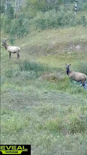 Trail camera captures elk right after shot! #elkhunting #archeryelk #hunting