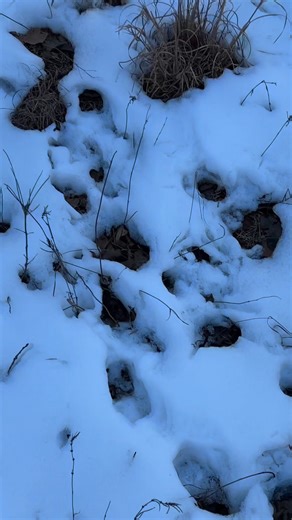 Awesome to see where the deer travel | Deer Cabin Outdoors