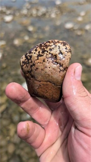 #variolite #rockhounding #orbicular #basalt #geologyrocks