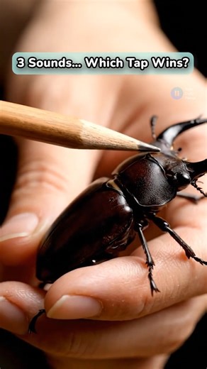 3 Objects vs Beetle Shell… Which Tap Sounds Best? 🪲 #asmr #beetle #satisfyingvideo