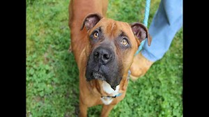 2 The Rescue: Meet Beatle