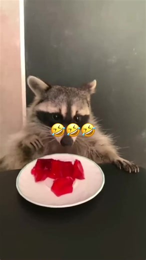 Talking Animals: Hilarious Voiceovers and Cute Moments