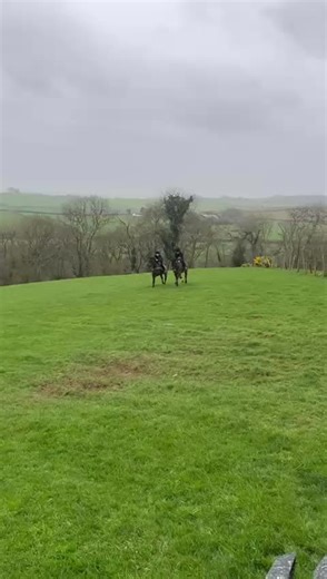 Exciting Racing Pony Possibilities