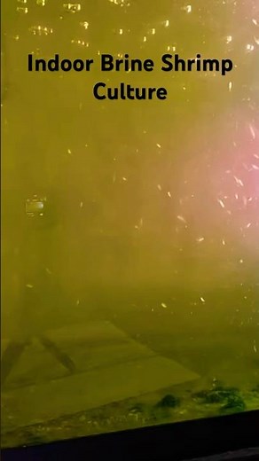 How to grow brine shrimp to adulthood indoors!#brineshrimp #indoorbreeding #babybrineshrimp