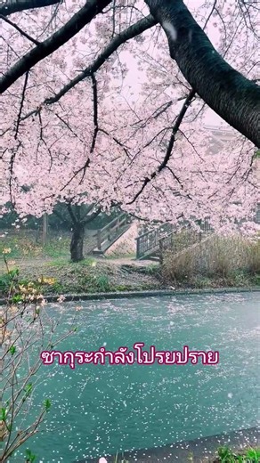 ซากุระกำลังโปรยปรายร่วงหล่นสวยมาก#ฝากกดติดตาม #japan #shortvideo #travel #ญี่ปุ่น #sakura