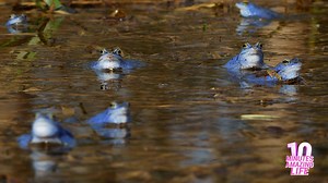 I filmed frogs resting in shallow water