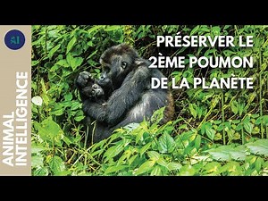 Avec les Pygmées pour sauver la forêt tropicale du Congo I IA