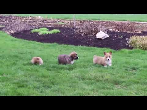 Welsh Corgi Puppies For Sale