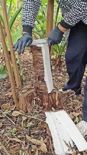 TREE PEELING like cutting butter 😮🌳🔪#gardening #farming #plants #satisfying #process #wow #viral