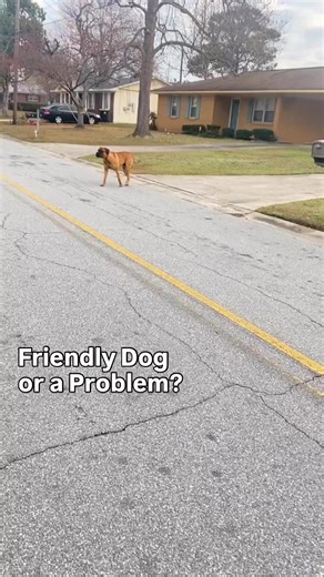 What’s going on with this dog? Did you think he was going to be friendly? Let’s look at all the signs he is uncomfortable. I didn’t add a few… did you catch those too? #reactivedog #anxiousdog #dogtrainingtips #loosedog #fblifestyle | Thinking Canine