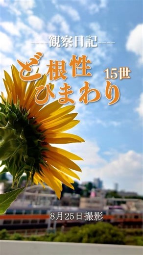 ど根性ひまわり15世開花🌻 東北から 分けていただいた種を 6月30日に 信濃町の総本部に植えた ど根性ひまわり15世は、 先週8月19日に、 最初のひまわりが 開花してから順調に花開き、 今朝、ほとんど 満開となりました🙌 これまでの 成長記録とともに、 満開の様子を動画にしたので どうぞご覧ください🎵 ちなみに、ひまわりは、 四ツ谷〜信濃町間の 総武線、中央線から見えますよ！ ※「ど根性ひまわり」とは、 東日本大震災の津波によって 大きな被害を受けた宮城県石巻市で、 創価学会のメンバーが設置した 「がんばろう！石巻」 の看板の脇に、 流れ着いた一つのひまわりの種が、 がれきをかき分けるように芽を出し、 大きな花を咲かせたひまわりのこと🌻 その種は世界五大陸に広がり、 世界各地で太陽のように明るく 力強く咲いています🌻✨ #ひまわり #ど根性ひまわり #観察日記 #創価学会 #sgi #soka #sokagakkai | SOKA Gakkai（創価学会）