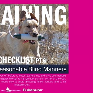 #Sponsored by Eukanuba Which #DuckDog training tip from this series is the most important for your training? Eukanuba Sporting Dog https://deltawaterfowl.org/training-checklist-for-an-adequate-duck-dog/ #DuckHunting #HuntingDog #Labrador #GunDog #BirdDog | Delta Waterfowl Foundation | Facebook