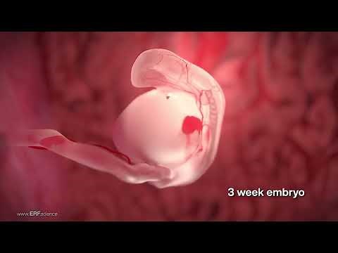 See Baby Grow - Highlights Edition