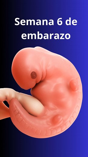779K views · 9.7K reactions | Semana 6 de embarazo - el latido del corazon ya se escucha en la ecografia | Madres y Embarazo Feliz | Facebook