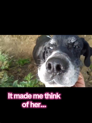 I found some videos of the original Lola today. She wasn't my dog, but she was the 1st pointer in my life and made me fall in love with the breed, she was around when I got Jay, but she was a senior by then. My Lola was the 1st dog I got after she passed away, the fact they they are distant relations as well as my Lola being my 1st female dog, I named her after her (with the support and permission from the original Lola's owner). I still miss and think of her every day. Especially now that my Lo