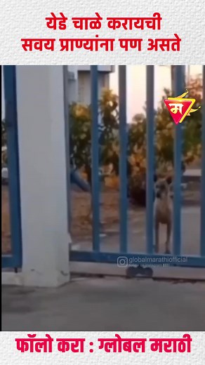 😂😂😂 | Global Marathi