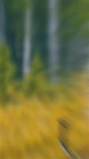 This hunter has just seen the Sabertooth tiger in Alaska 🤯 | Story Tok