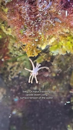 Morgan 🐋🌛🪸 | Baby Octopus traveling upside down using the surface tension of the water! 🐙🌀 IMPORTANT REMINDER to leave wildlife wild, Octopuses are... | Instagram