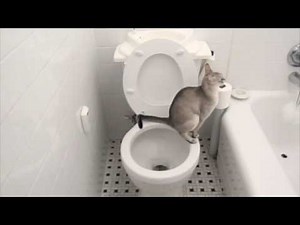 Just PERFECT, A Cat Using a Toilet, A Toilet Flushing Automatically.