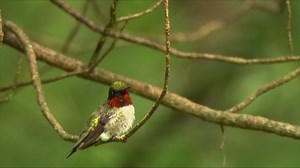 Male Calliope Hummingbird on a Branch 01 | Free Stock Video Footage