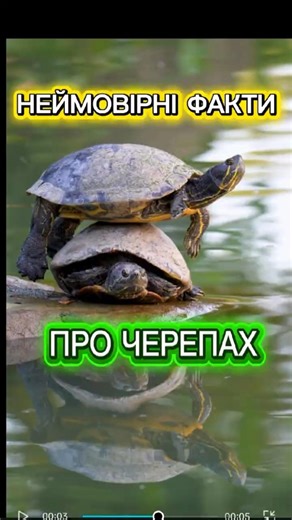 Неймовірні факти про морських черепах 🐢#animals