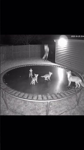 This Backyard Trampoline Turned Into a Fox Playground!