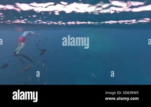 An individual swims through a vibrant ocean, interacting with schools of colorful fish, feeding them, and appreciating the underwater beauty