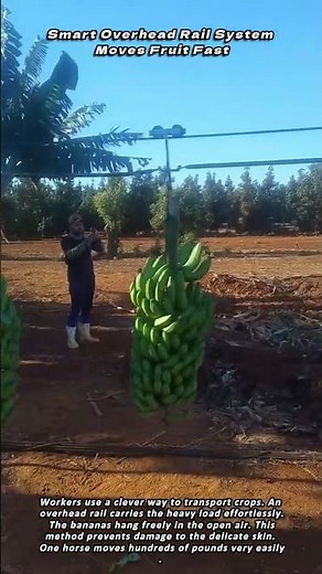 Smart Overhead Rail System Moves Fruit Fast