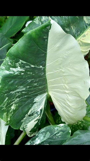 14K views · 1.7K reactions | If you like aroids with big, bold, velvety and marbled leaves, this Alocasia macrorrhiza ‘variegata’ is right up your alley. Its gorgeous, heart-shaped leaves are variegated with white to light-green blotches. Even the leaf stalks are variegated. Mine is growing in part shade, where it’s protected from strong winds. Leaves can scorch when exposed to full sun. Make sure the soil is evenly moist but not soggy. | Min's Garden | Facebook