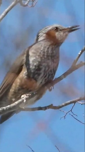 野鳥 ヒヨドリ ＃鳥図鑑