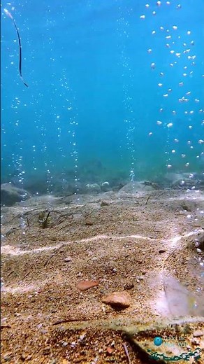 Amazing Ocean Hot Springs | Bubbling Underwater Footage #shorts 4K