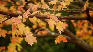 The science behind why the leaves change colors